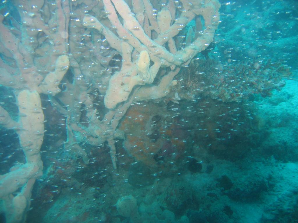 20050915 - Lankayan-Dive2-4 103