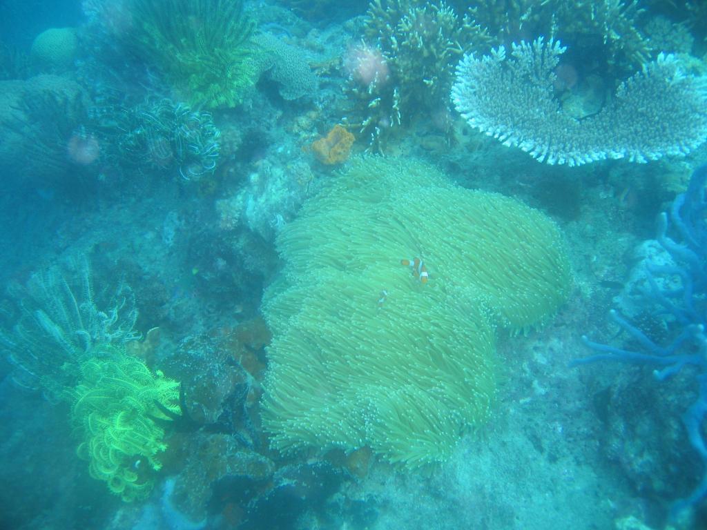 20050915 - Lankayan-Dive3-3 132