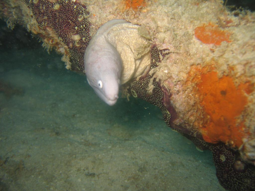 20050921 - Sipadan-Kapalai-Dive1-1 114