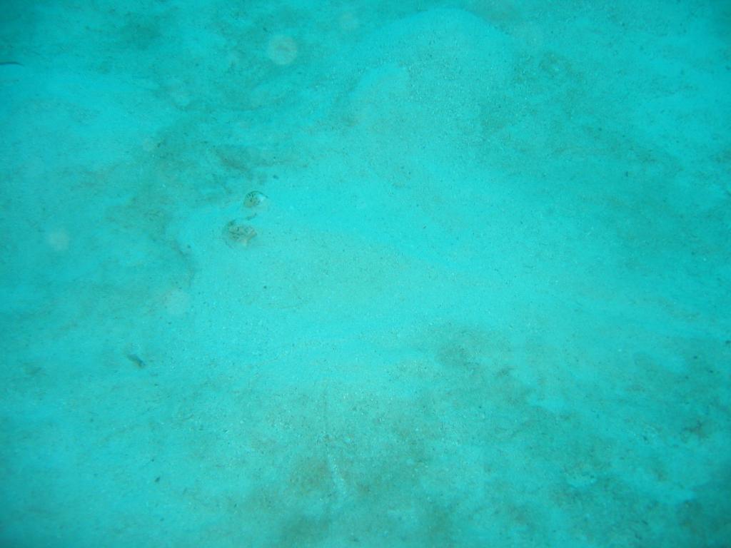 20050921 - Sipadan-Kapalai-Dive1-1 120