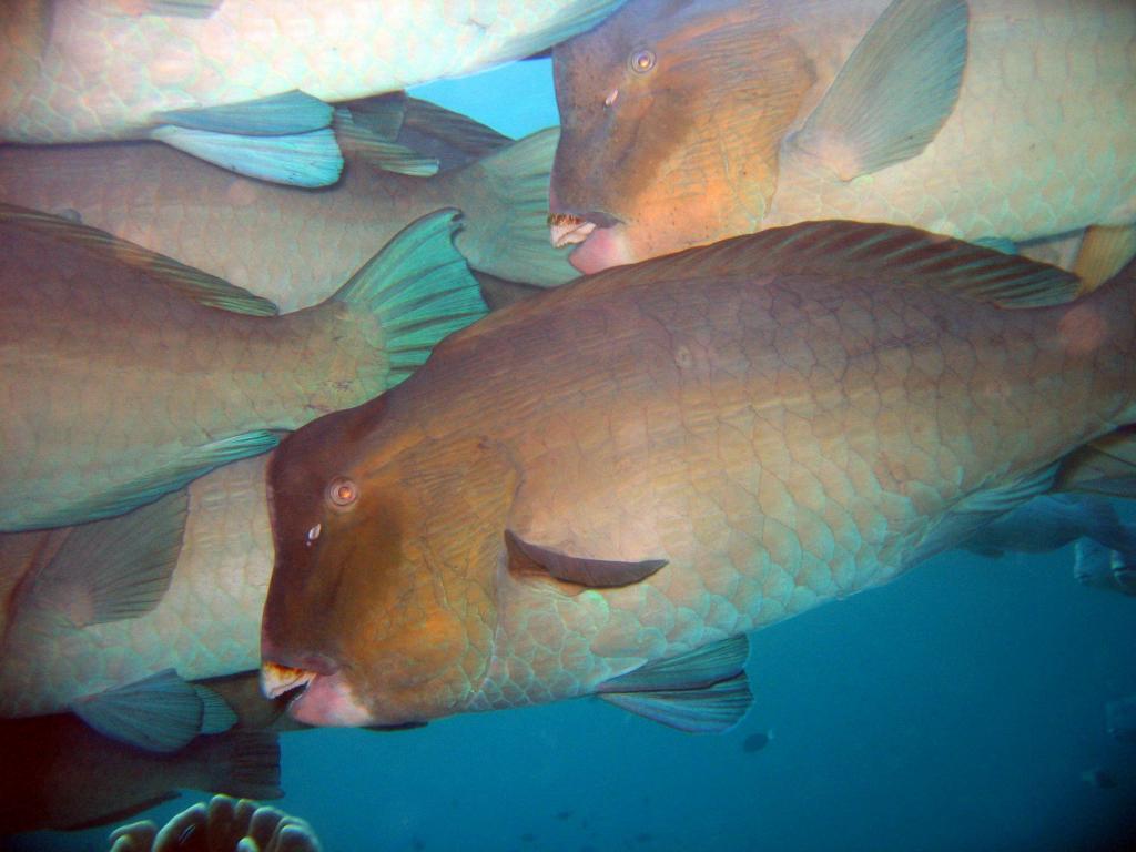 20050921 - Sipadan-Kapalai-Dive2-1 127