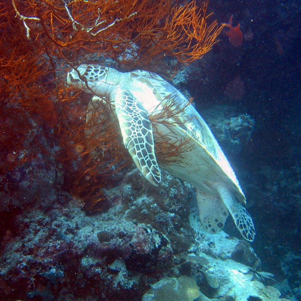 20050921 - Sipadan-Kapalai-Dive2-3 129