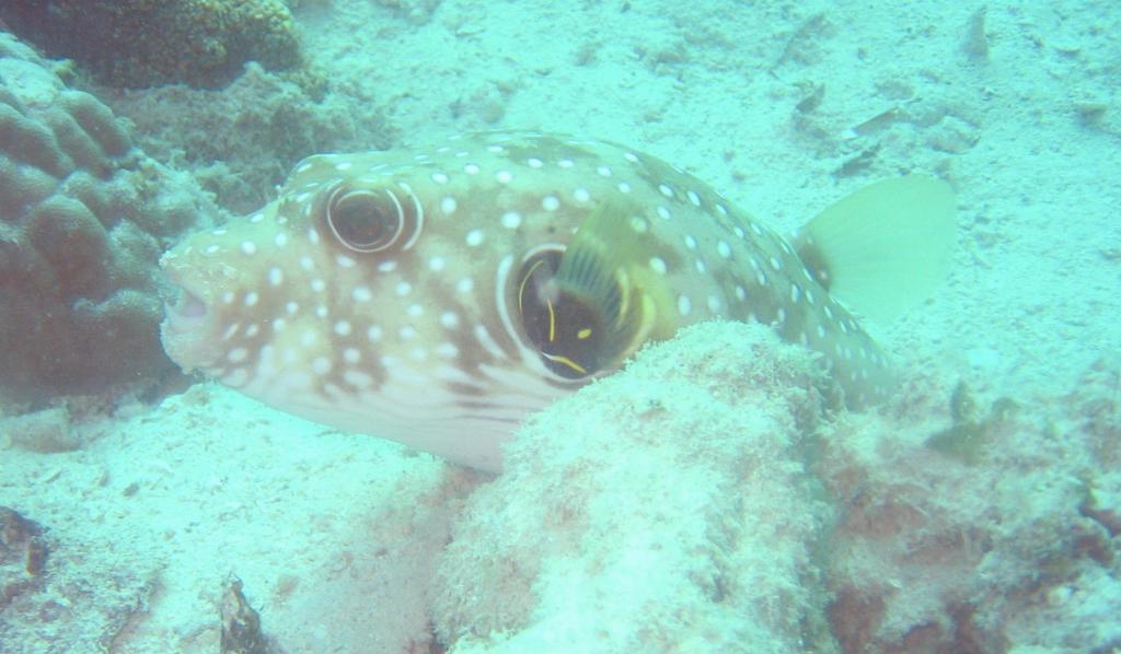 20050921 - Sipadan-Kapalai-Dive2-4 105