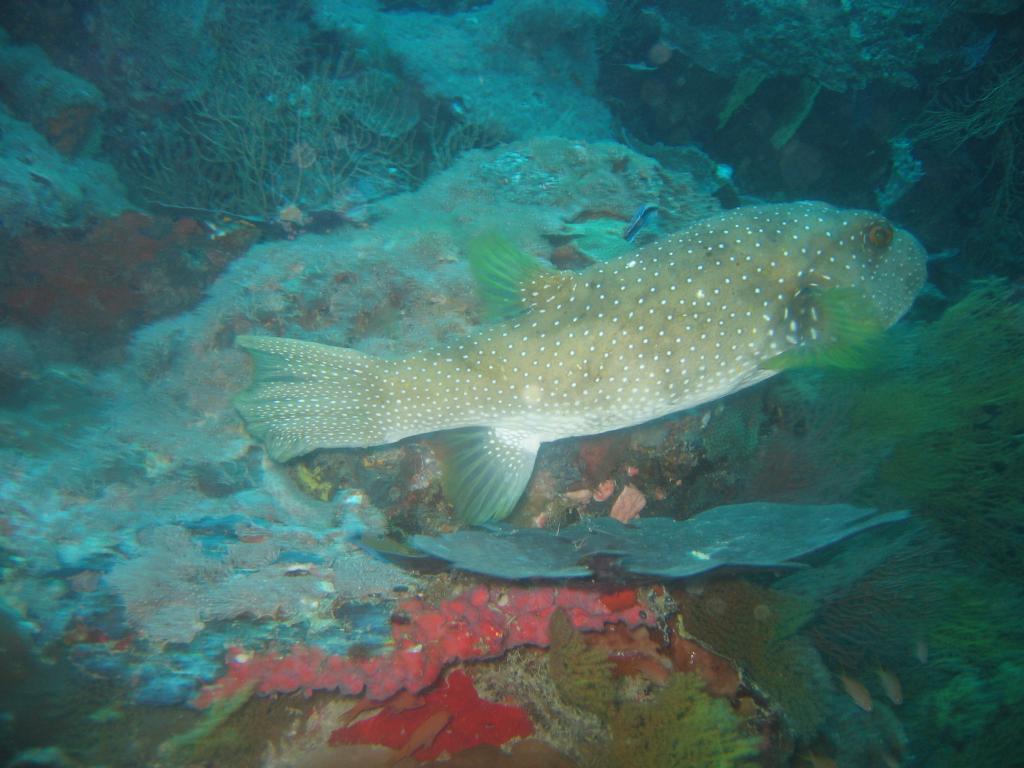 20050921 - Sipadan-Kapalai-Dive3-3 103