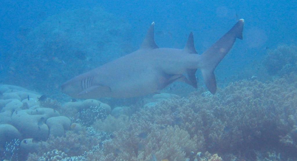 20050921 - Sipadan-Kapalai-Dive4-2 123