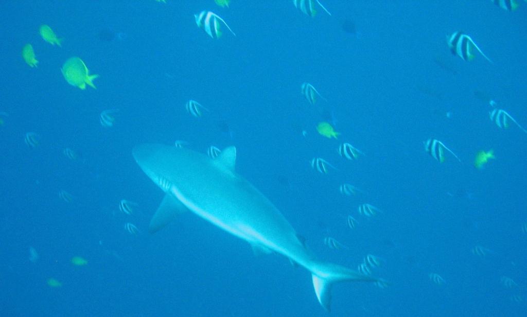 20050921 - Sipadan-Kapalai-Dive5-2 106