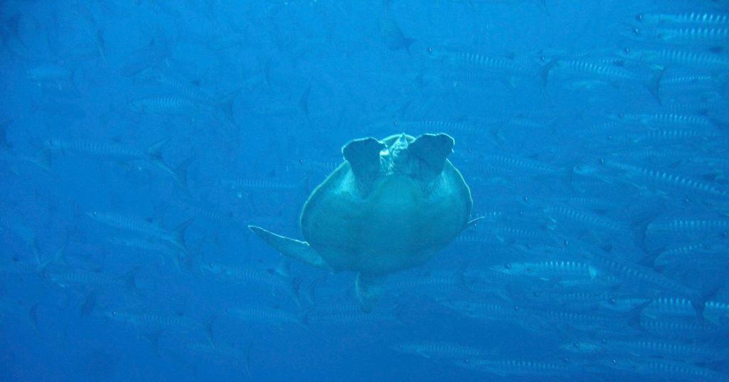 20050921 - Sipadan-Kapalai-Dive5-2 139