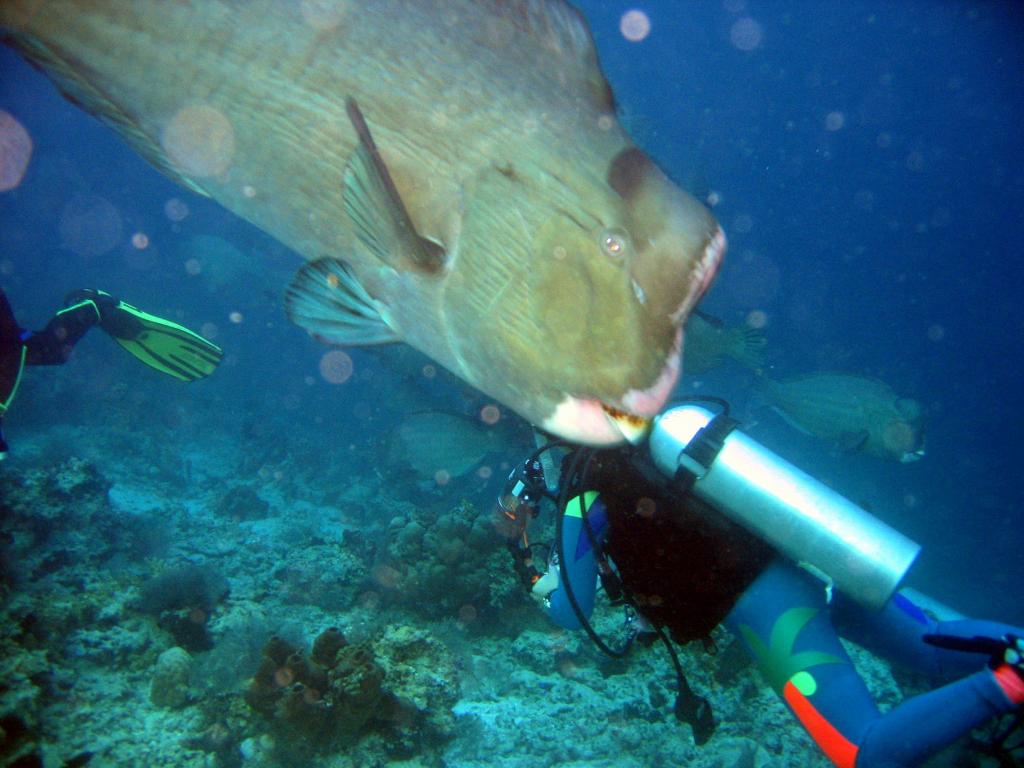 20050921 - Sipadan-Kapalai-Dive6-1 112