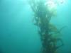 117 - Monterey-Dive-1-1