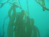 303 - Monterey-Dive-1-3