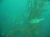 310 - Monterey-Dive-1-3