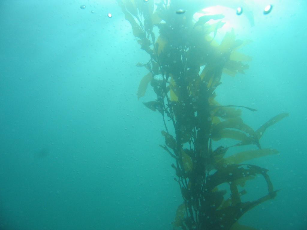 117 - Monterey-Dive-1-1