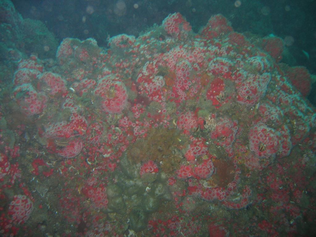 212 - Monterey-Dive-1-2