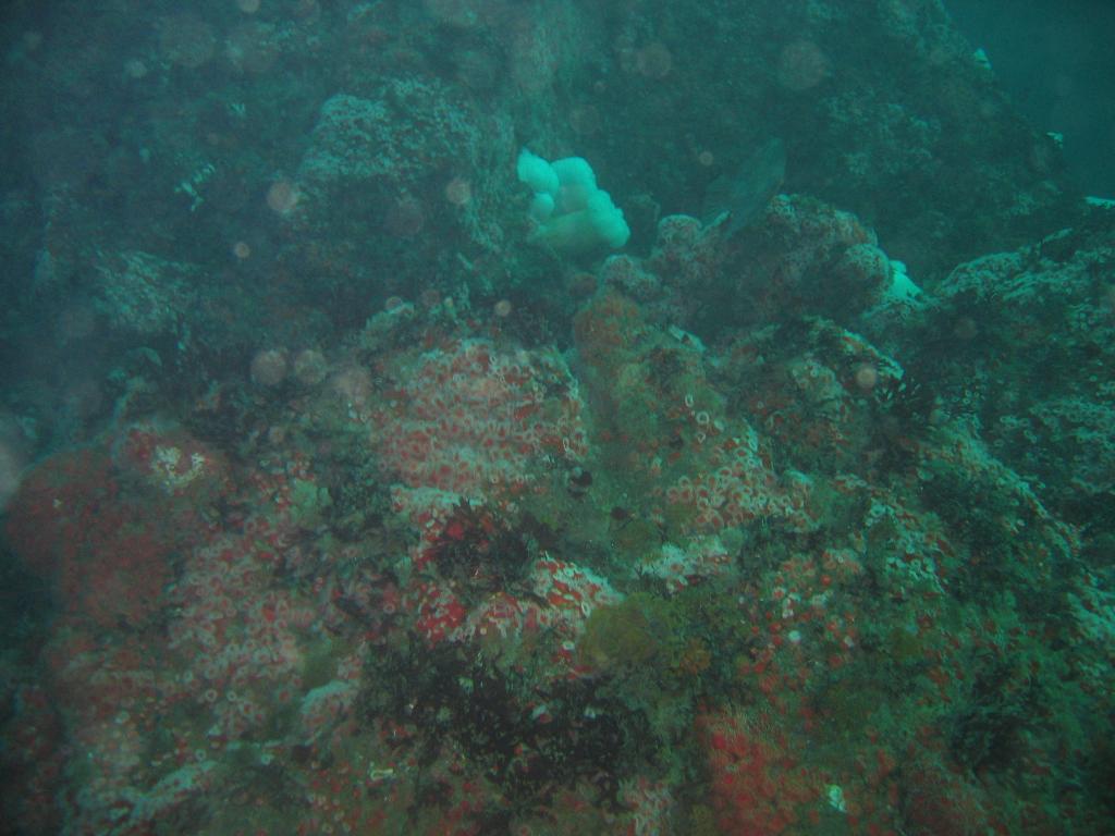 215 - Monterey-Dive-1-2