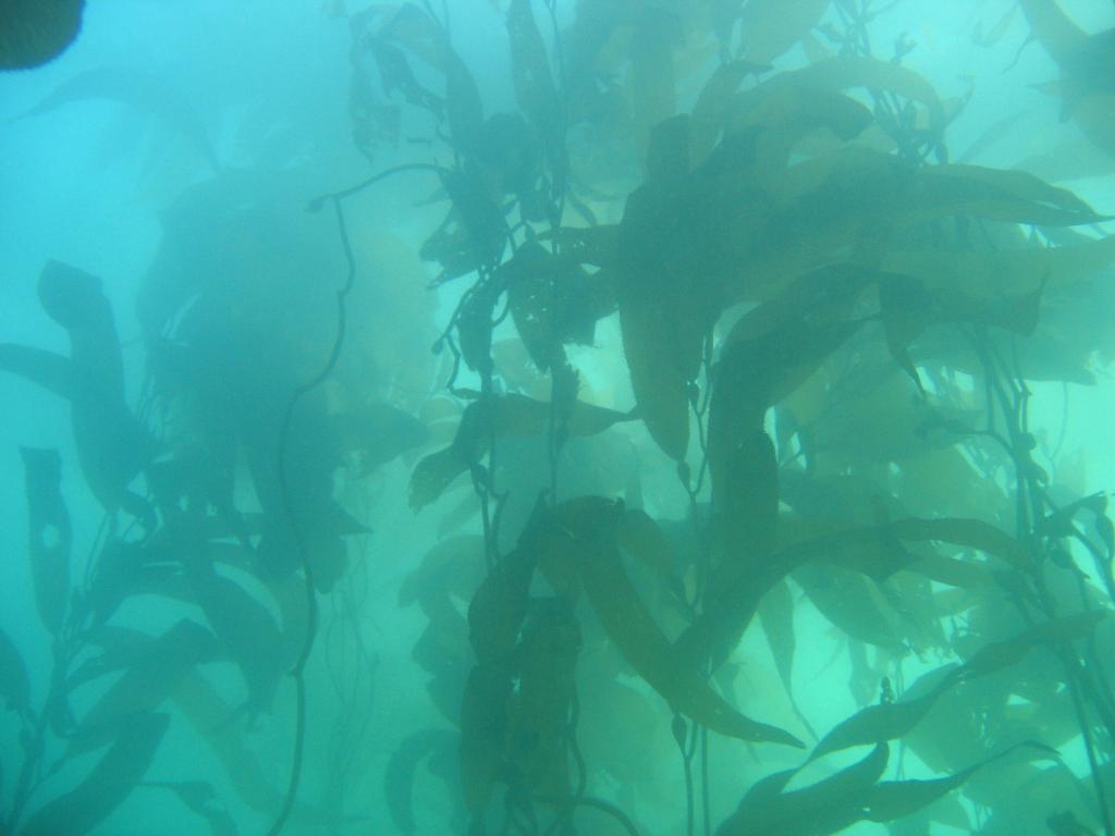 306 - Monterey-Dive-1-3