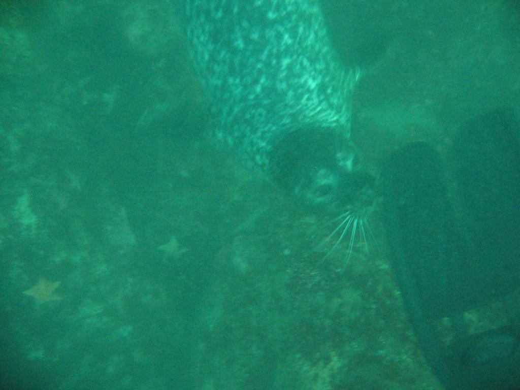 307 - Monterey-Dive-1-3