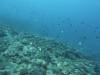 1100 - Yonaguni-Dive1-1