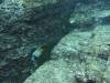 1203 - Yonaguni-Dive1-2