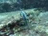 1212 - Yonaguni-Dive1-2