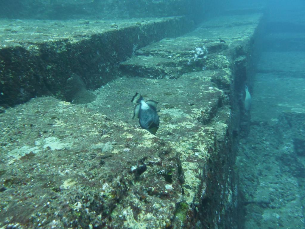 1210 - Yonaguni-Dive1-2