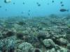 1403 - Yonaguni-Dive1-4