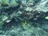 1404 - Yonaguni-Dive1-4