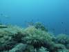 1408 - Yonaguni-Dive1-4