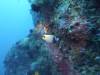 2204 - Yonaguni-Dive2-2