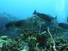 2311 - Yonaguni-Dive2-3