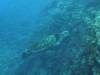 2315 - Yonaguni-Dive2-3