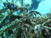 3309 - Okinawa Dive1-3