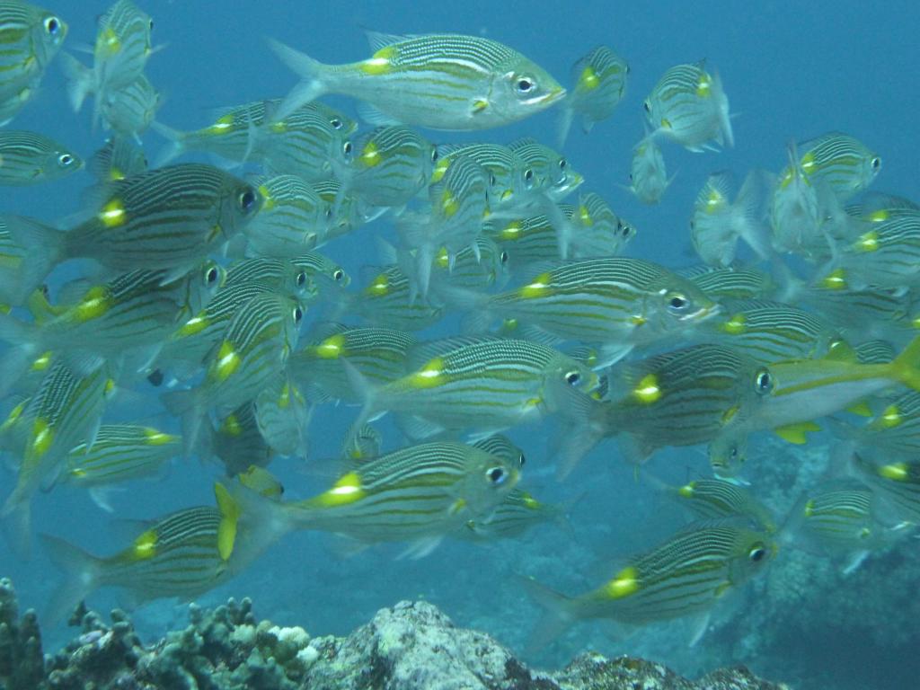 1400 - Yonaguni-Dive1-4-1425 Yonaguni-Dive1-4