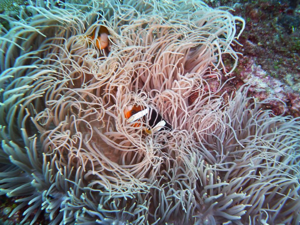 2100 - Yonaguni-Dive2-1-2105 Yonaguni-Dive2-1