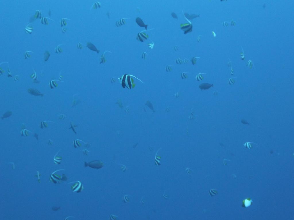 2200 - Yonaguni-Dive2-2-2201 Yonaguni-Dive2-2