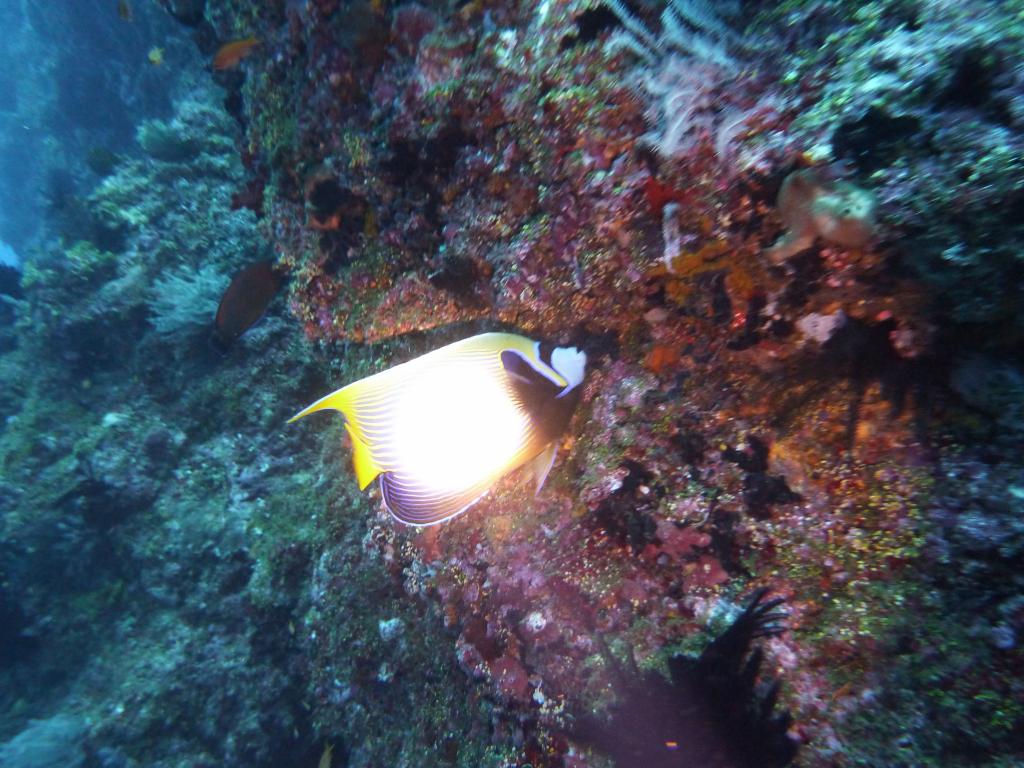 2200 - Yonaguni-Dive2-2-2205 Yonaguni-Dive2-2