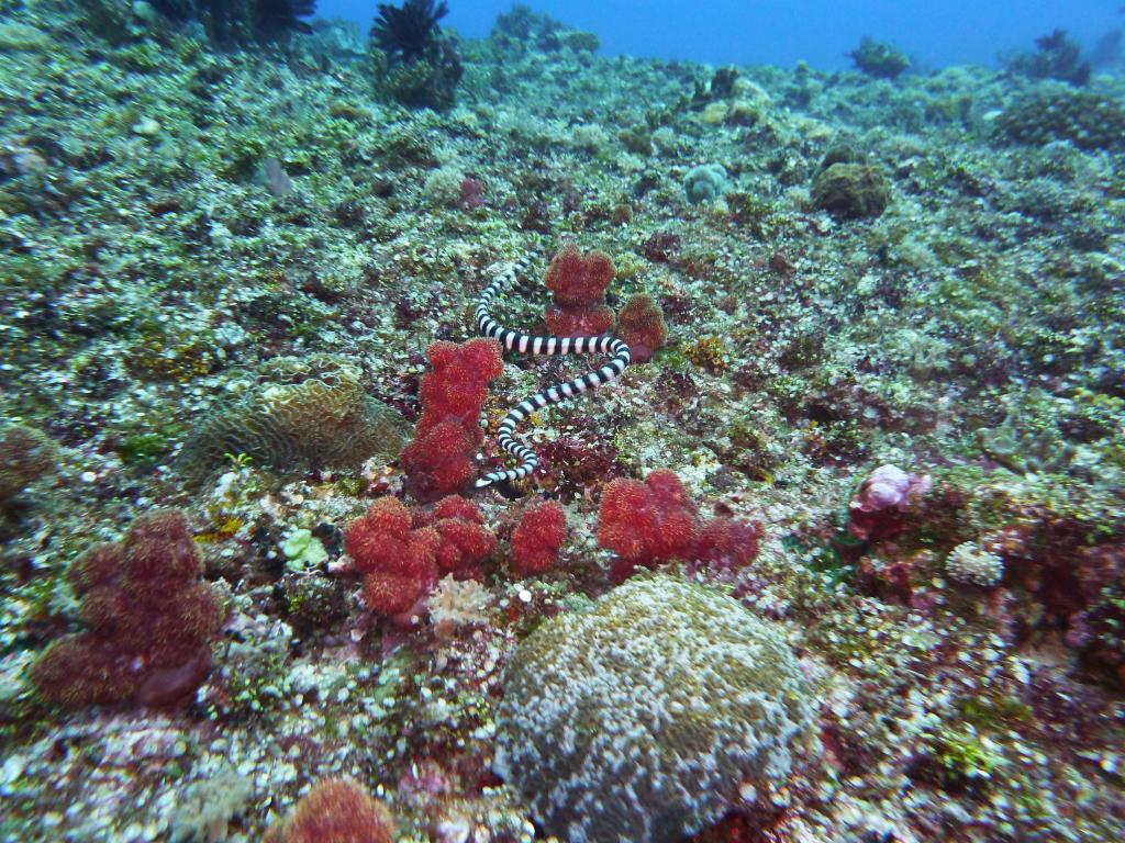 2200 - Yonaguni-Dive2-2-2211 Yonaguni-Dive2-2