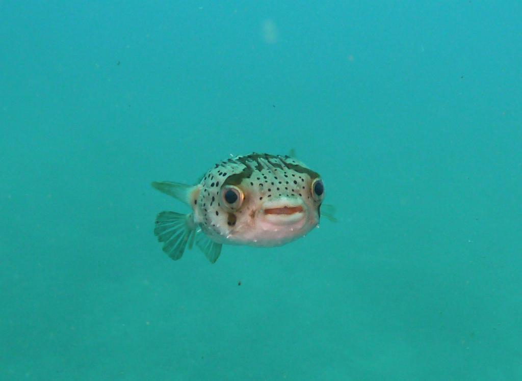 3300 - Okinawa Dive1-3-3312 Okinawa Dive1-3