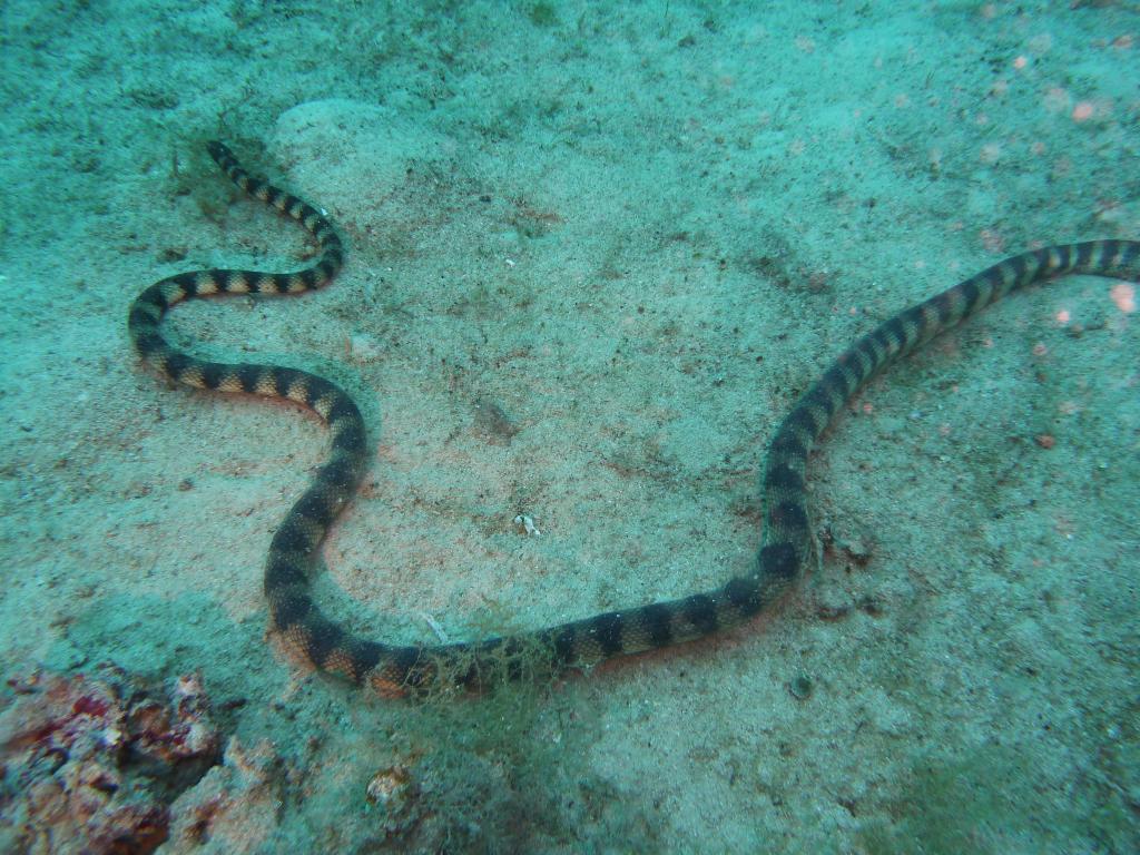 3300 - Okinawa Dive1-3-3315 Okinawa Dive1-3