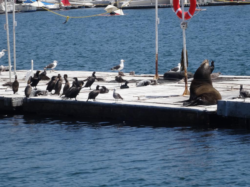 208 - 20140621 San Diego Boat