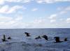 AllBest-Cocos-Island-309 Cocos Birds