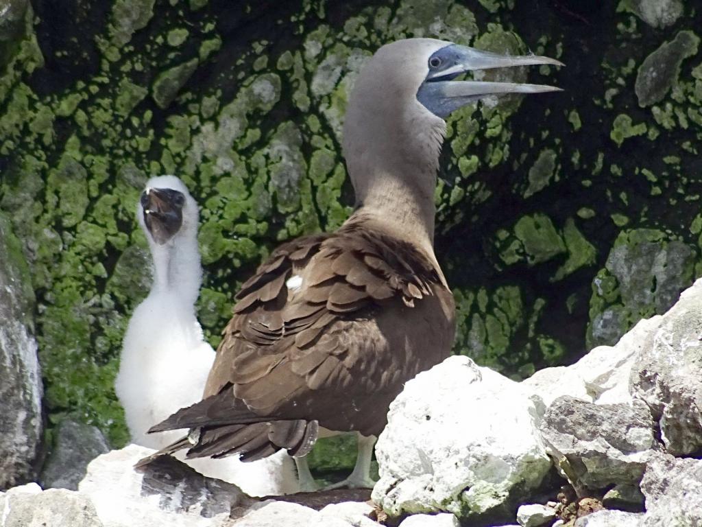 AllBest-Cocos-Island-324 Cocos Birds