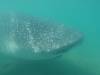 116 - 20171203 LaPaz Whale Shark