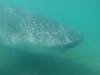 117 - 20171203 LaPaz Whale Shark