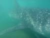 118 - 20171203 LaPaz Whale Shark