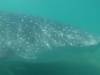 119 - 20171203 LaPaz Whale Shark