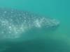 120 - 20171203 LaPaz Whale Shark