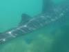 121 - 20171203 LaPaz Whale Shark