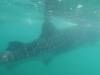 126 - 20171203 LaPaz Whale Shark