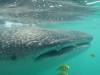 135 - 20171203 LaPaz Whale Shark