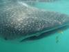 136 - 20171203 LaPaz Whale Shark